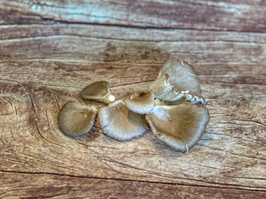 Pleurote gris  BIO