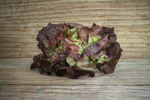Salade Batavia rouge  BIO