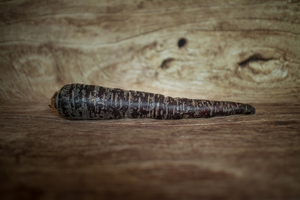 Carotte violette  BIO