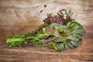 Feuille de moutarde japonaise bouquet  BIO