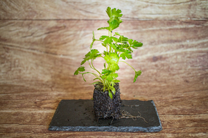 persil plat mini motte  BIO