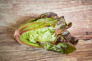 Laitue romaine  BIO